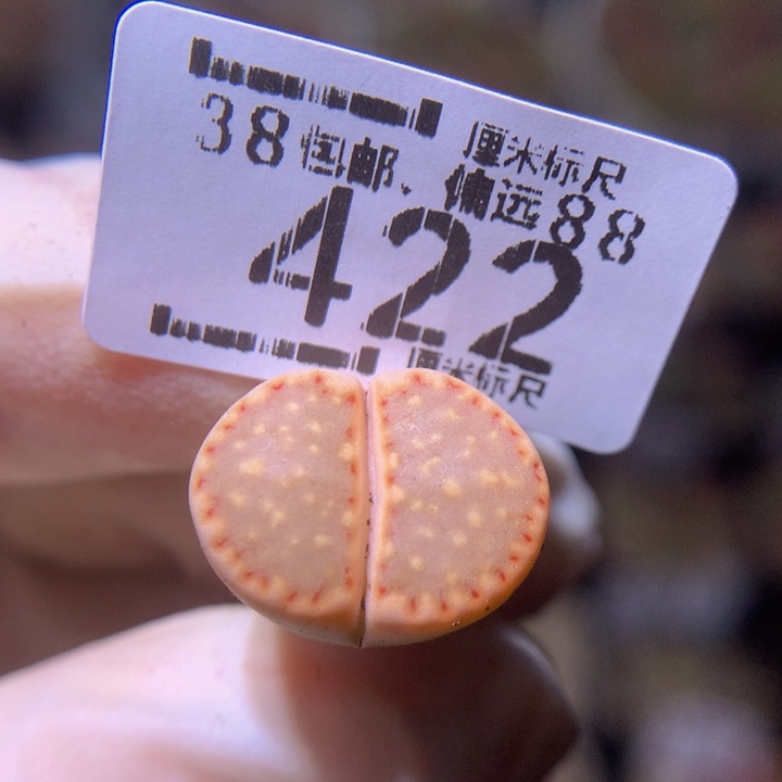 sss精品生石花422