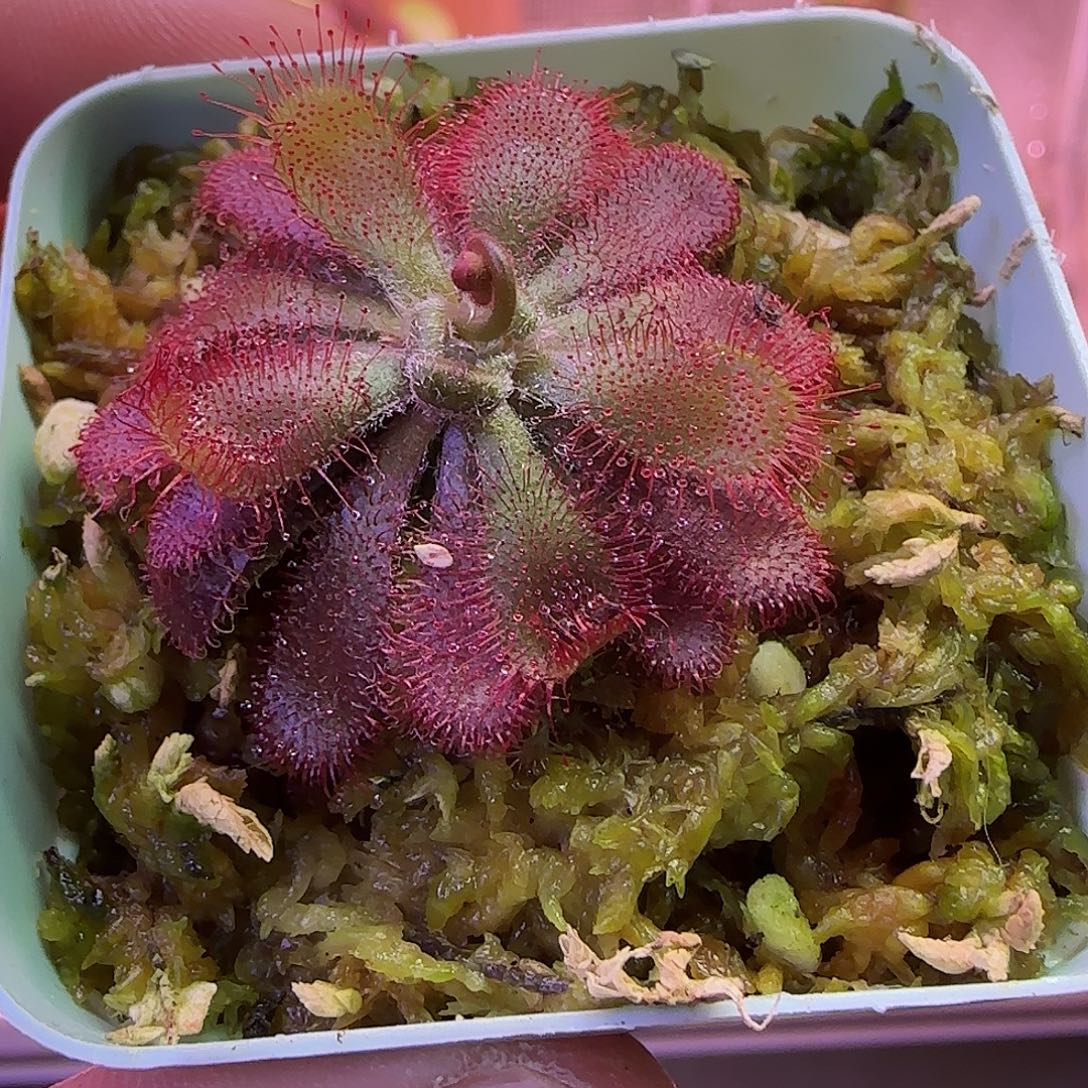 无花朵专拍茅膏菜