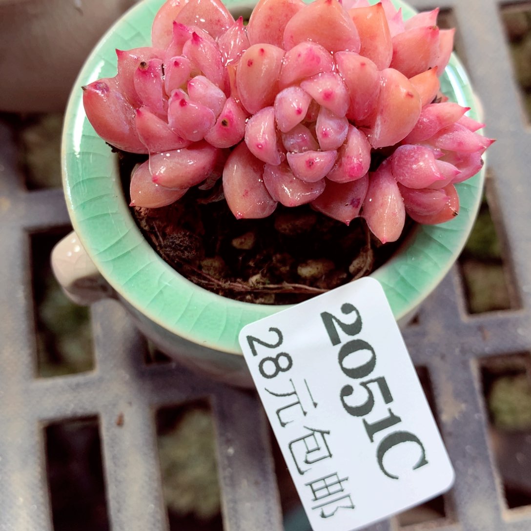 5厘米盆精控多肉2051