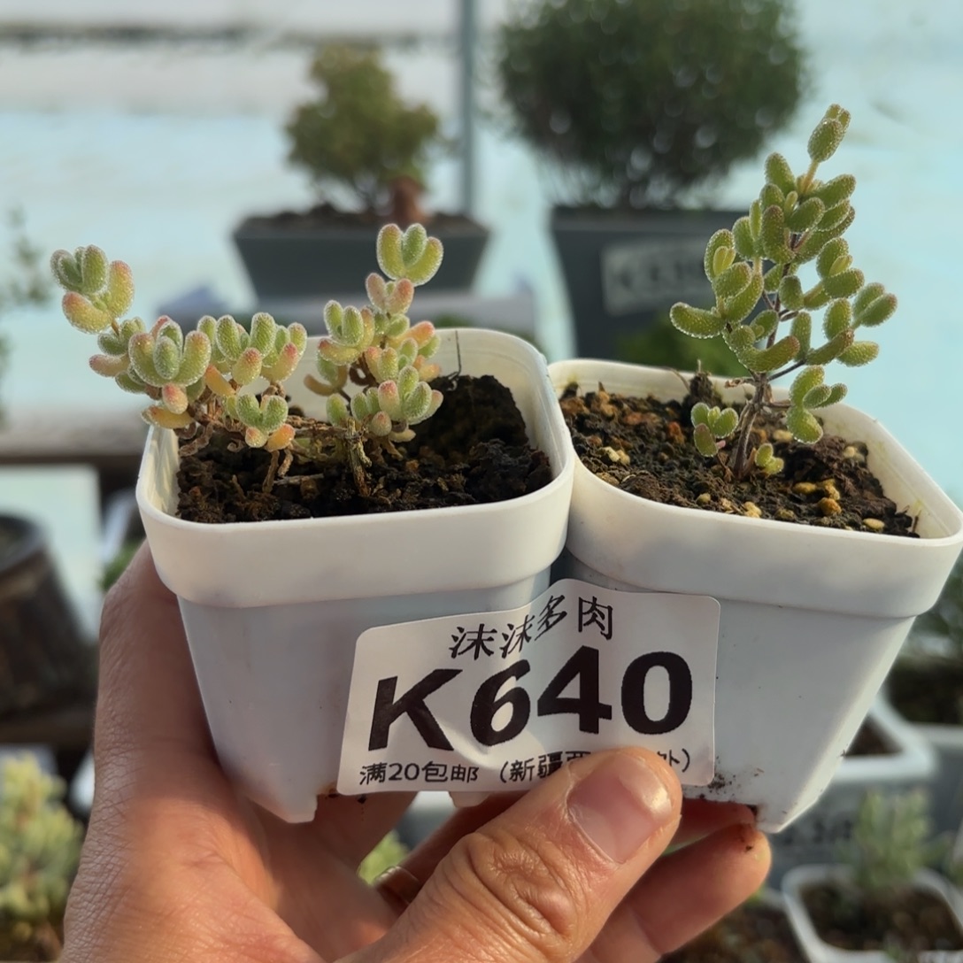 640粉饼和冰糖组合