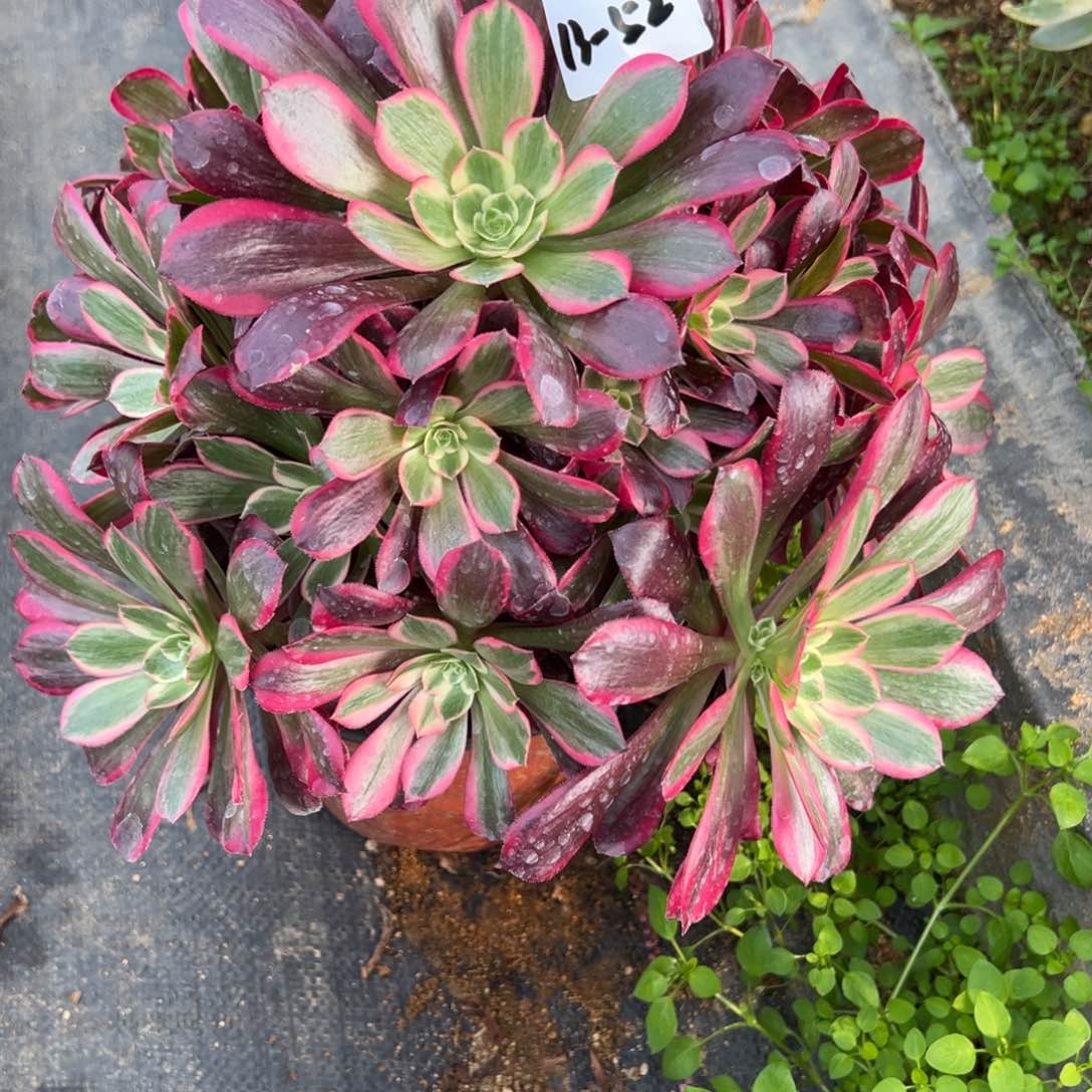 52金丝雀多肉多肉多肉多肉