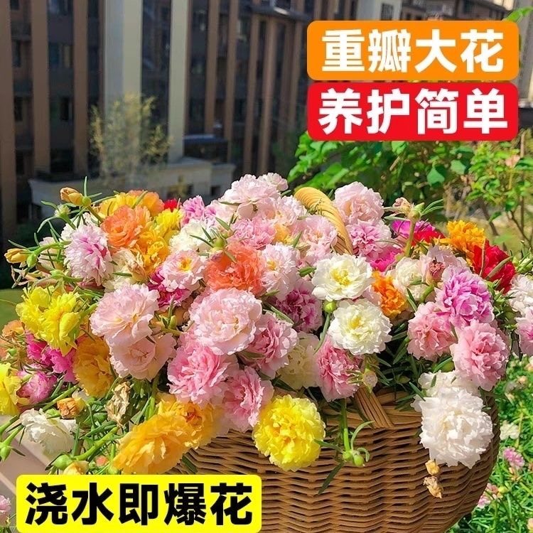 【重瓣多色太阳花】原盆土带根发货易活耐热花卉四季开花植物