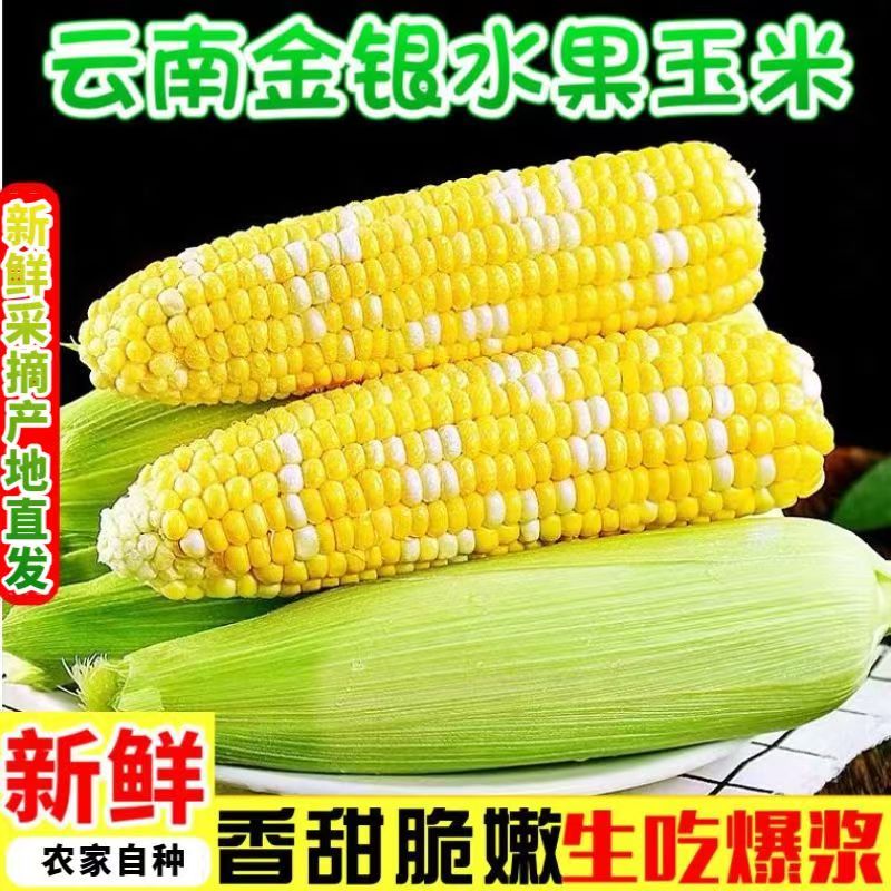 现摘现发、水果甜玉米带壳新鲜水果玉米棒子脆嫩爆汁