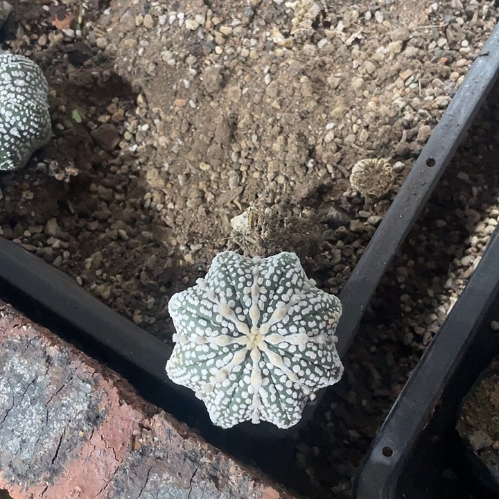 秋****实生海星连线兜福利福利