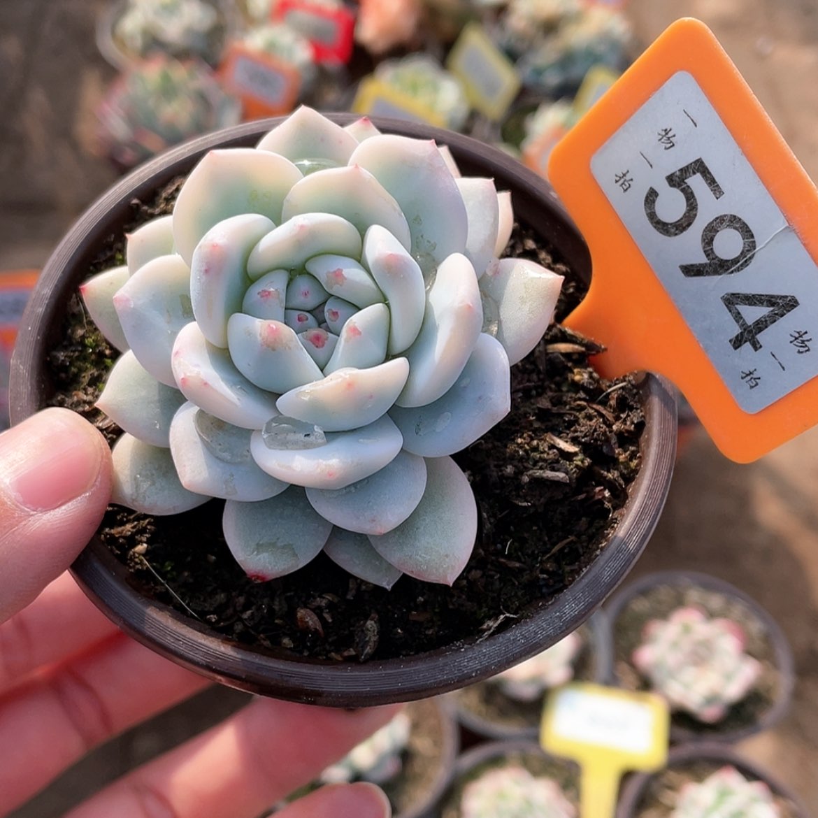 【闪购商品】594号