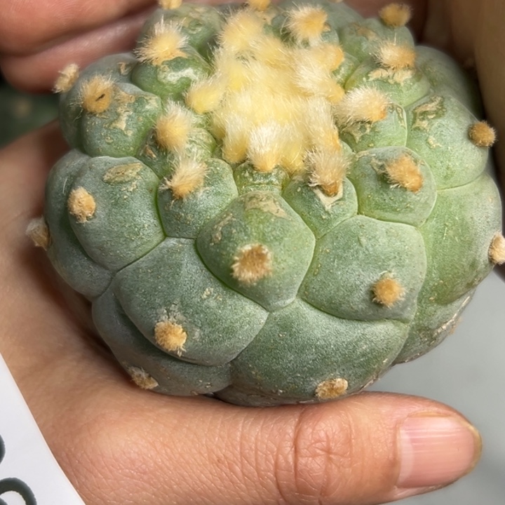 496 无根 仙人球仙人球