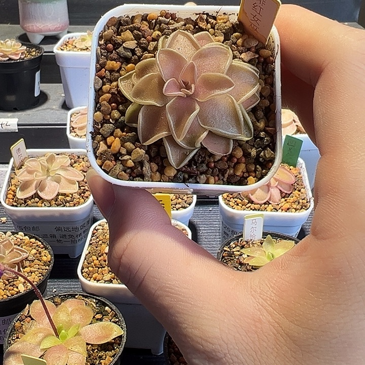 无花朵捕虫堇脱土发绯红女巫88152