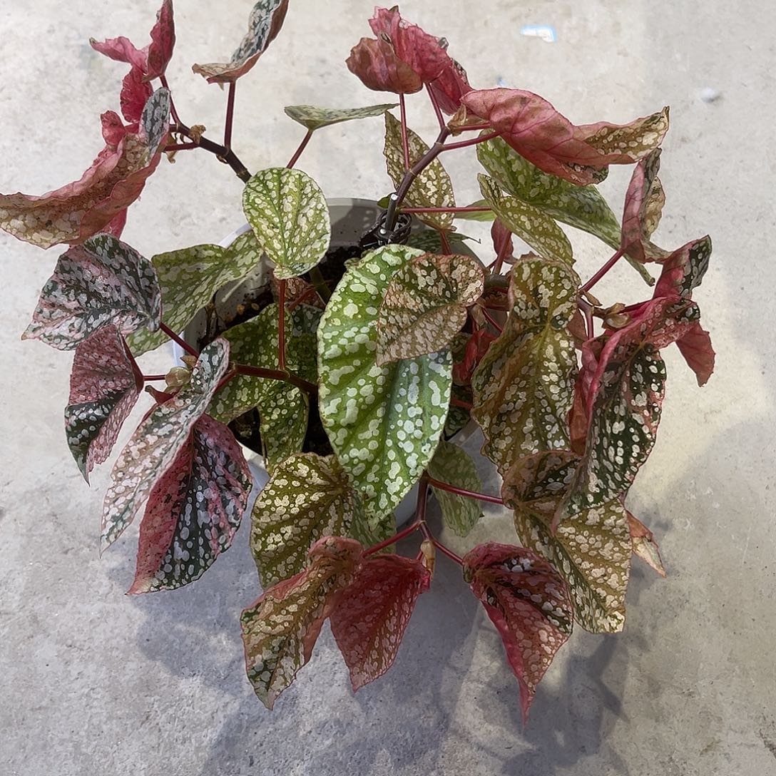 完全开放富士山锦大盆