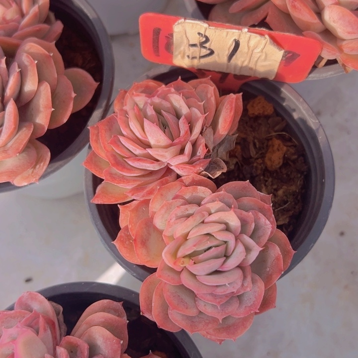 健健康康平平安安