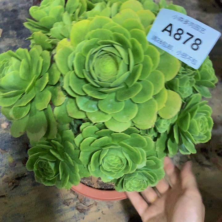 878绿杨蓉多肉88888