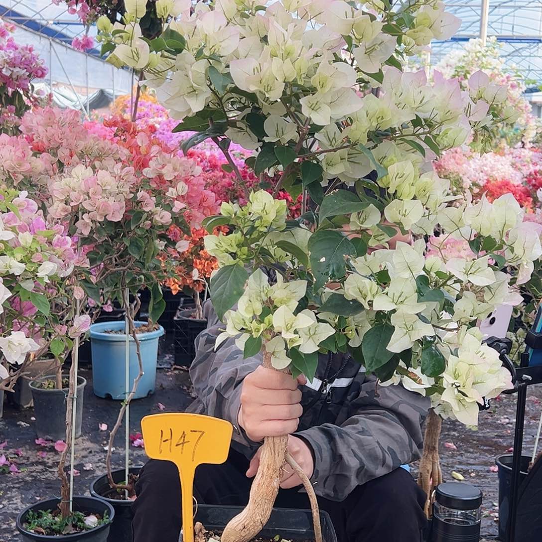 花***田大部分花苞少量开放H47绿樱提跟