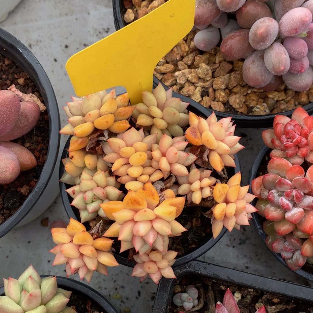 黄金心象牙7272727272