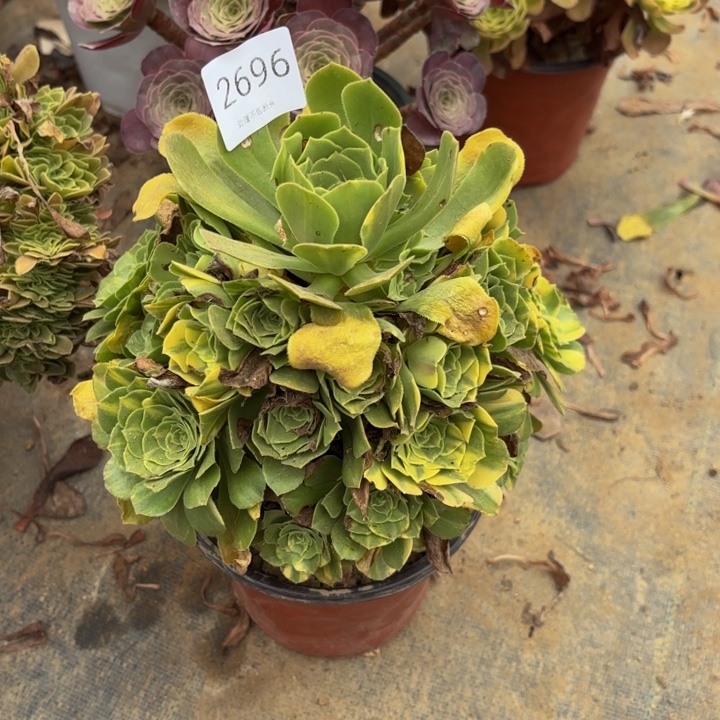 五彩琉璃处理不包断头2696