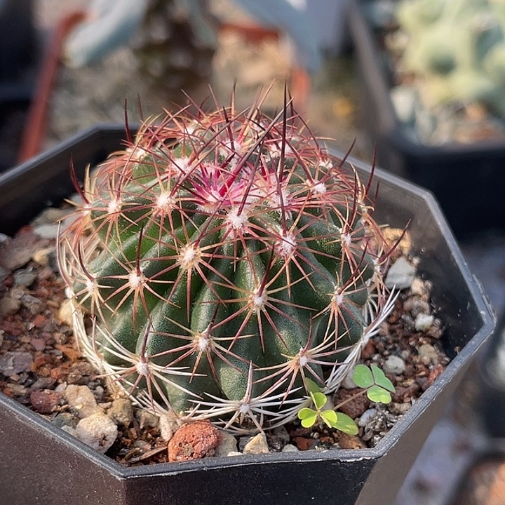 红廉玉实生仙人球