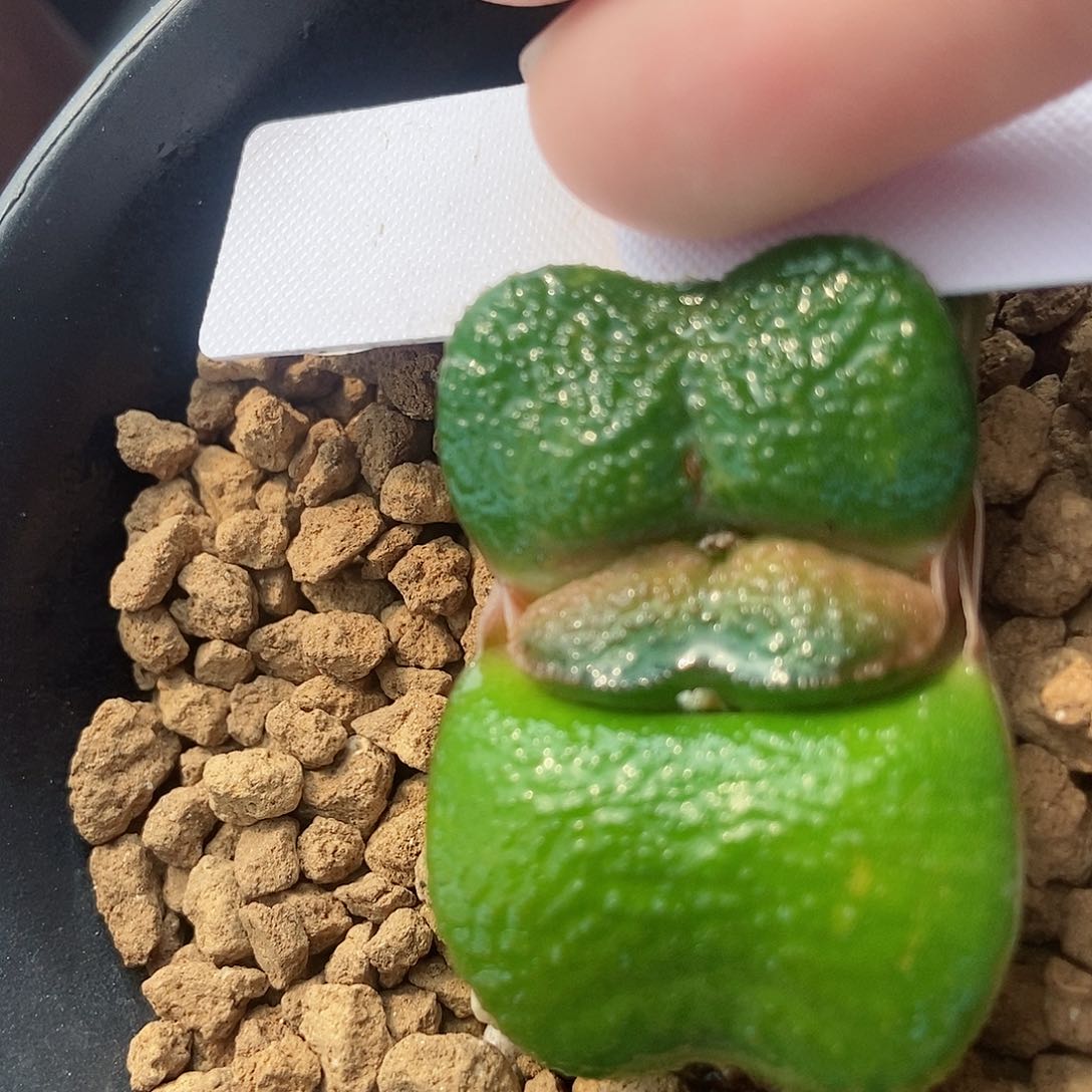 741炒极蝴蝶小坦克锦母本实生这个少锦带盆发货