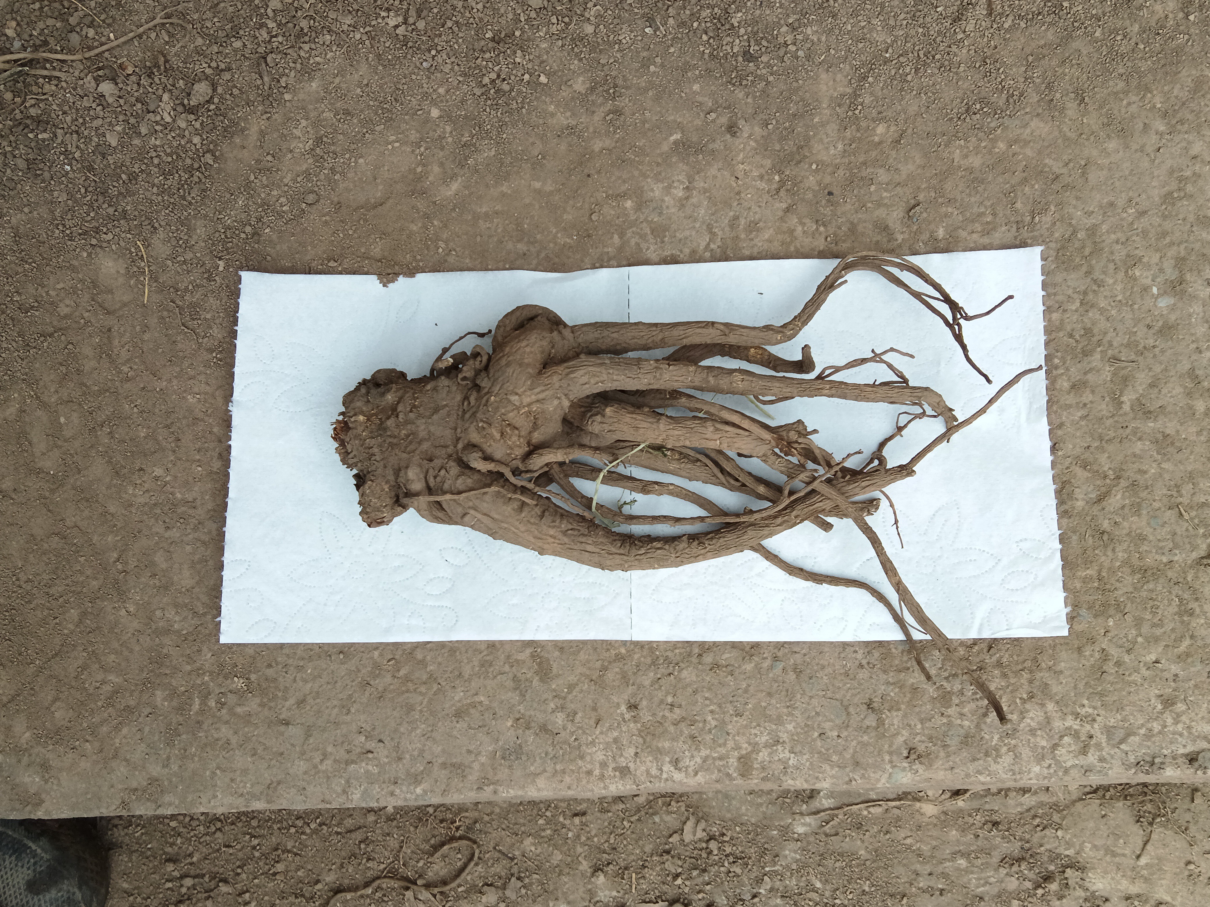 甘肃岷县新鲜当归产地现挖无熏硫可煲汤煮水泡酒炖肉滋补养生食材