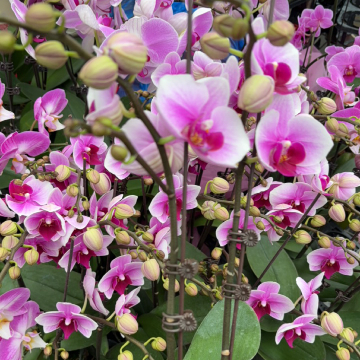 蝴蝶兰【双骄】室内花卉3.5寸杯超大杯