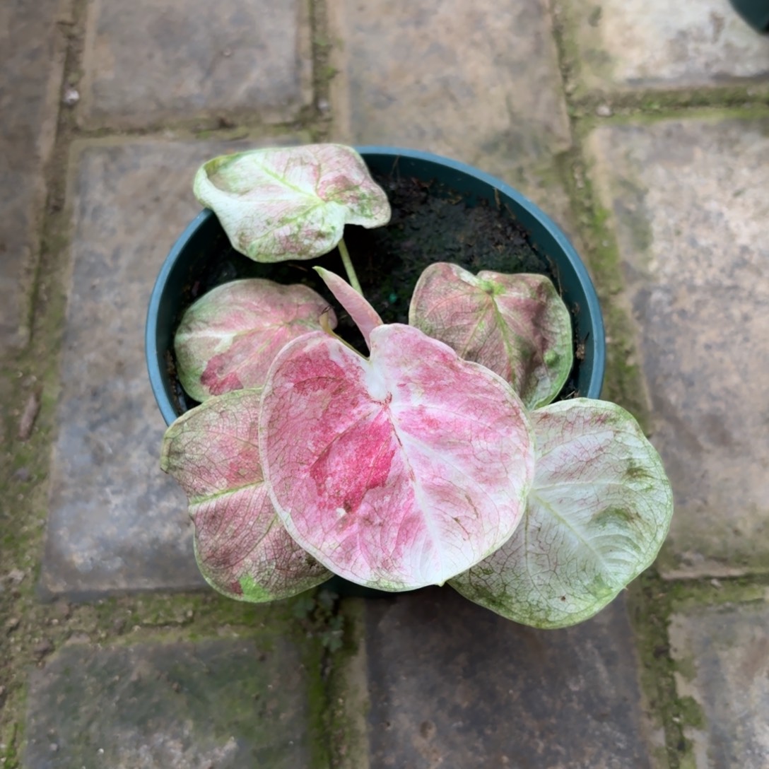 泰国彩叶芋69-1202