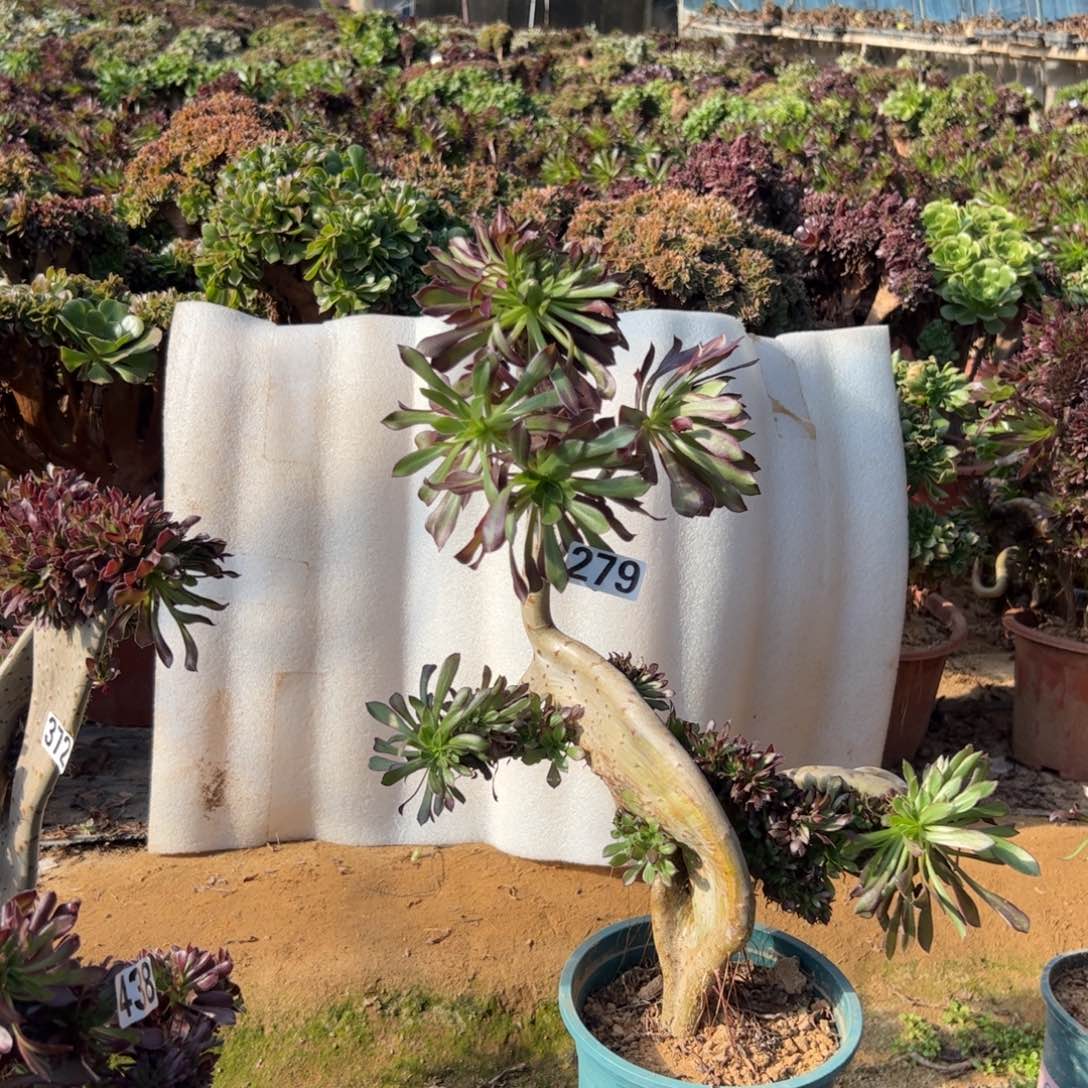 有伤妖翅膀279高度43