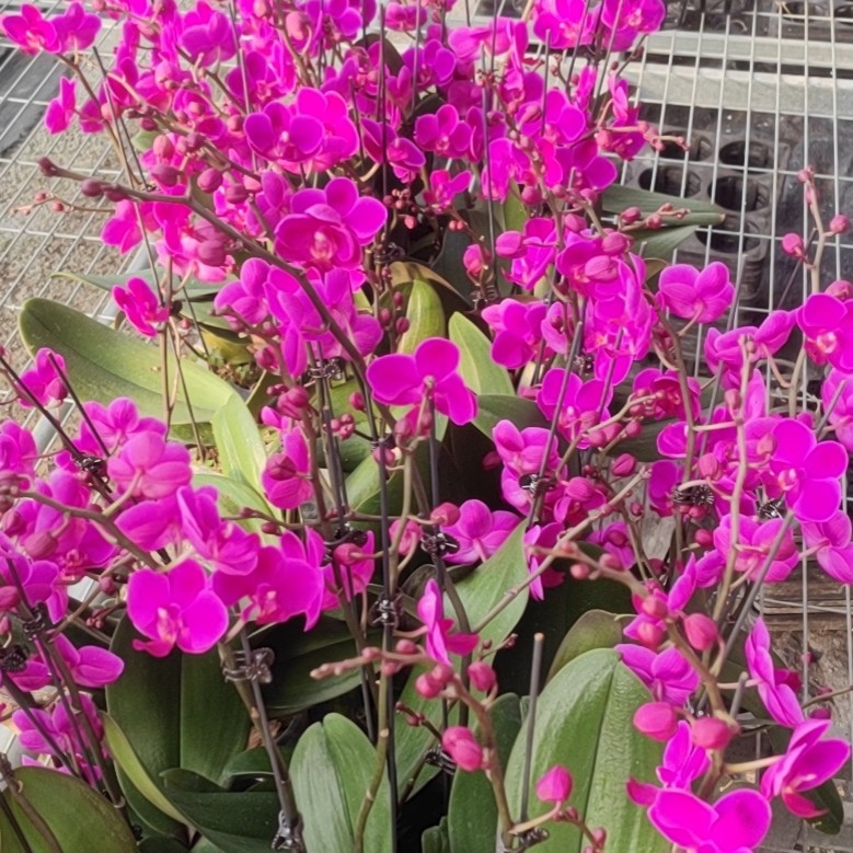 满天红，3.5寸杯成熟新苗，无花无梗，蝴蝶兰盆栽花苗