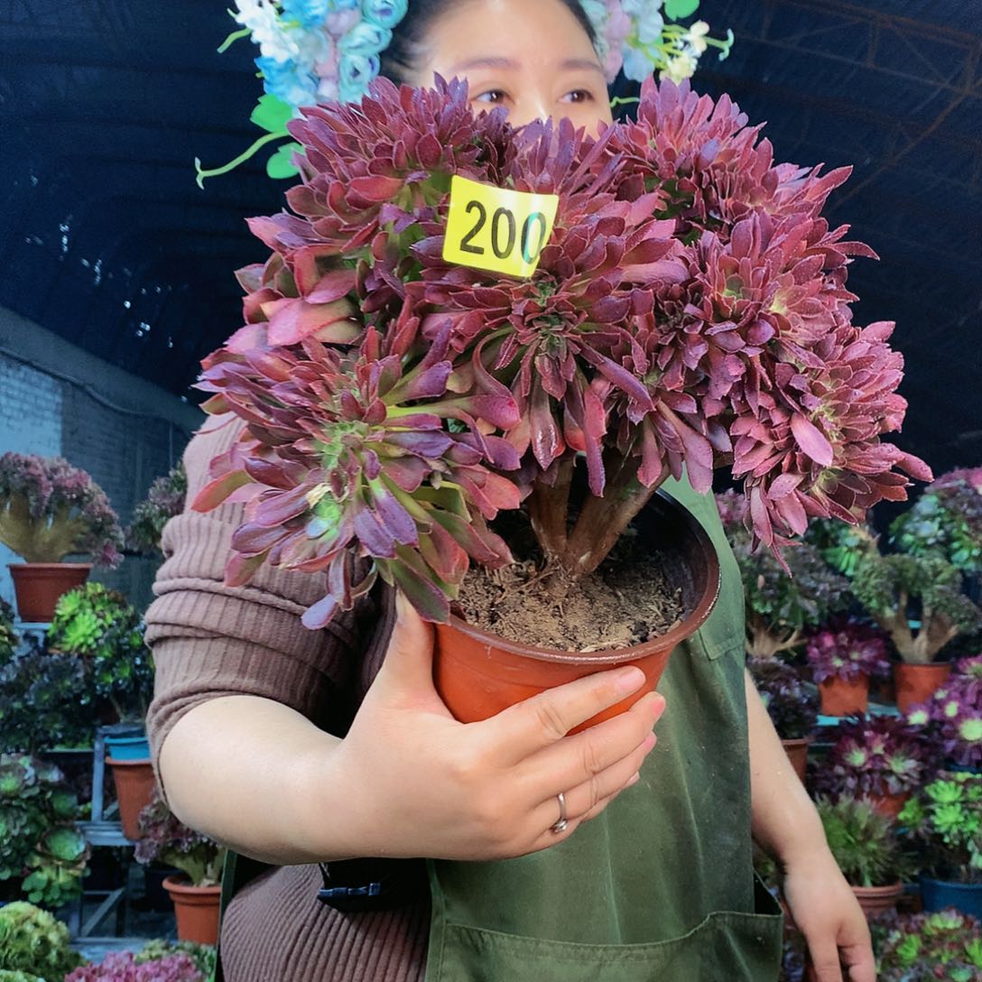 柒哥多肉精品不包断侧枝200