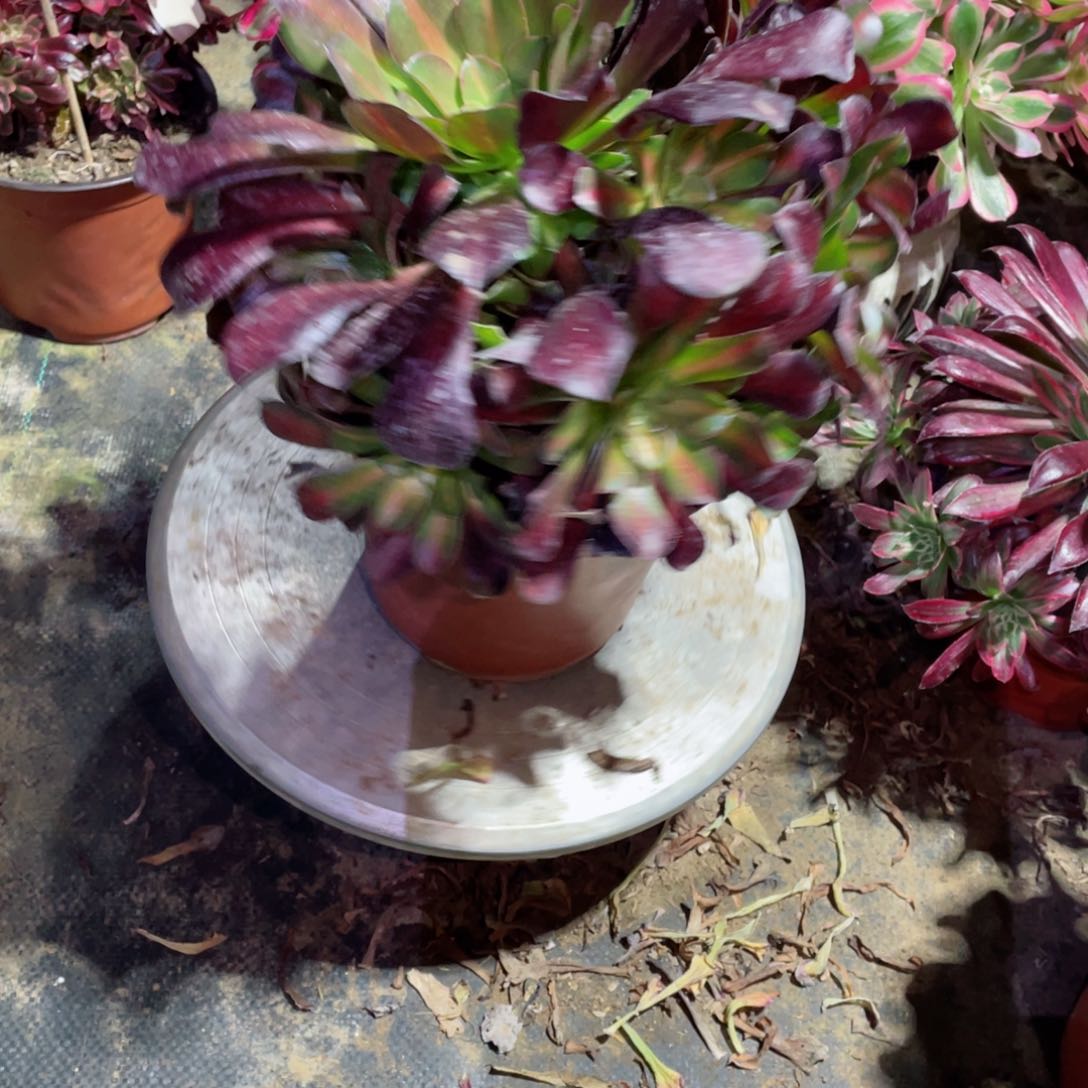 多肉植物花娜446