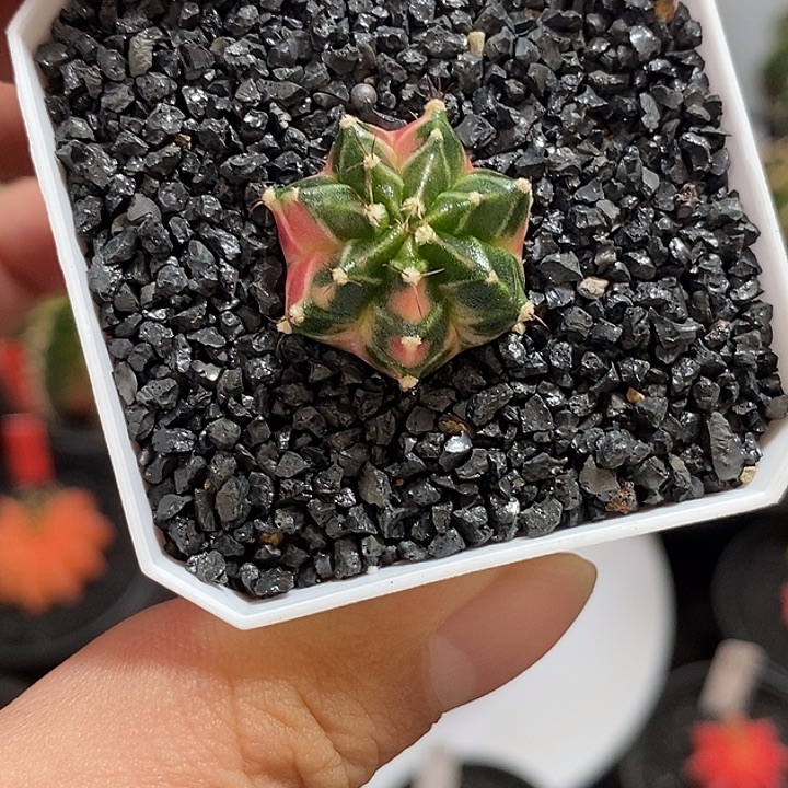 泰系侧芽—带盆土发货15