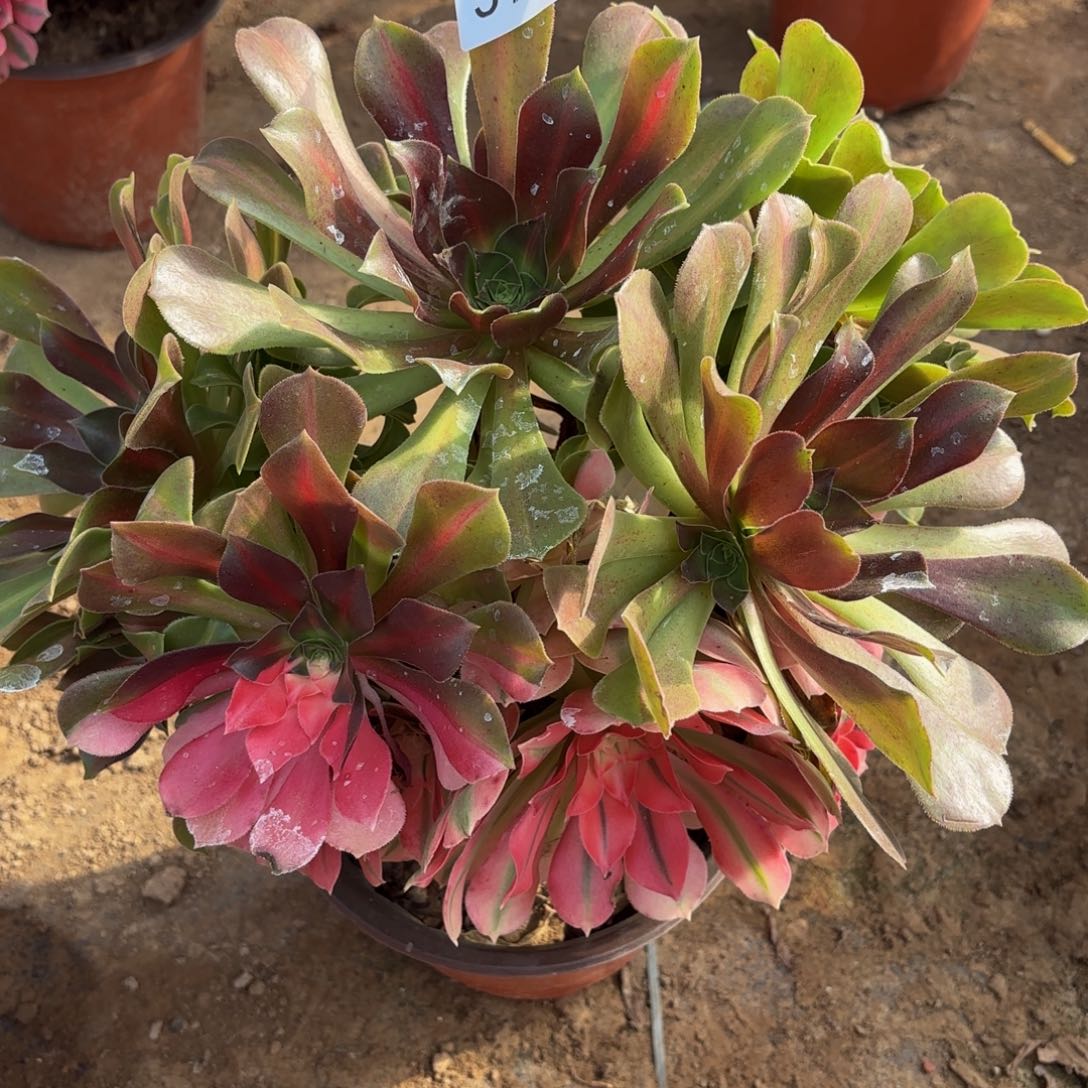 琳***妹女巫阴阳518一物一拍