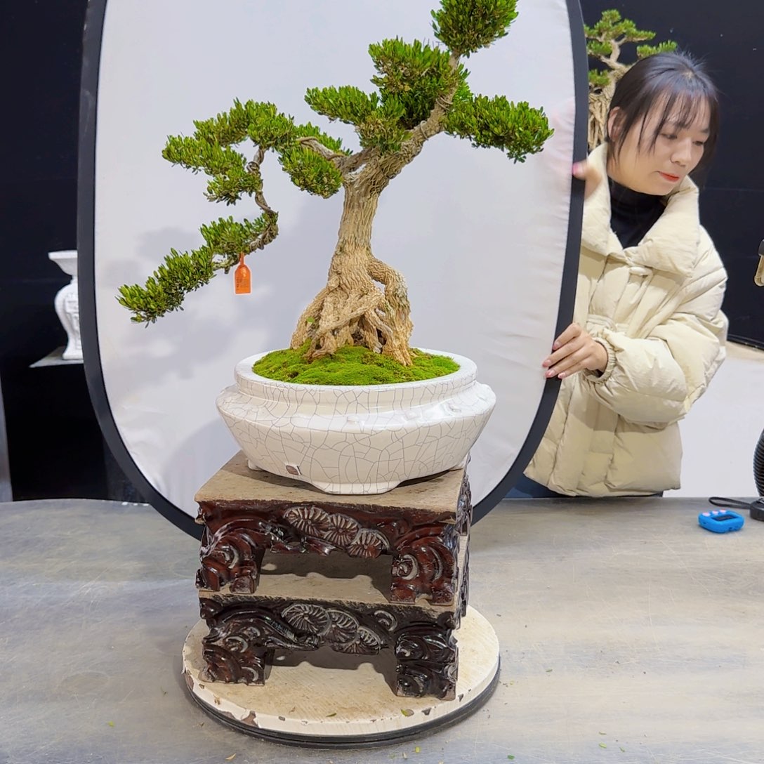 高端高端盆景艺术作品