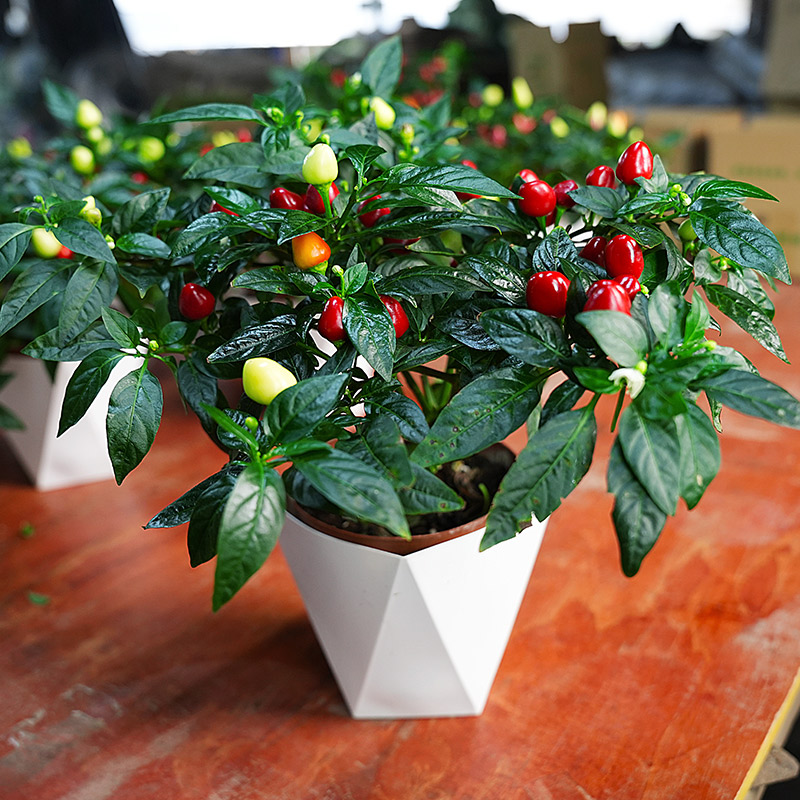 五彩椒盆栽带果带花适合阳台庭院种植观赏花卉绿植