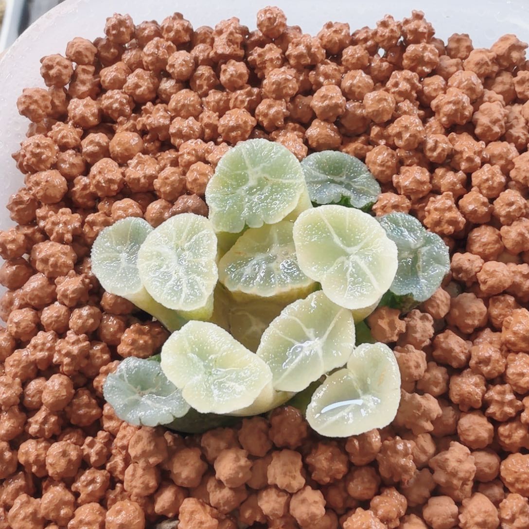 十二卷福利万象锦