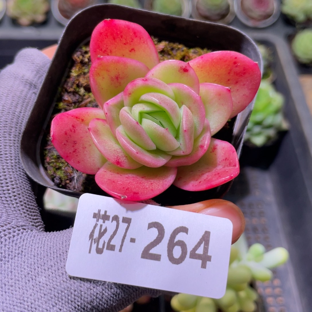 花利美27-264冰玫瑰