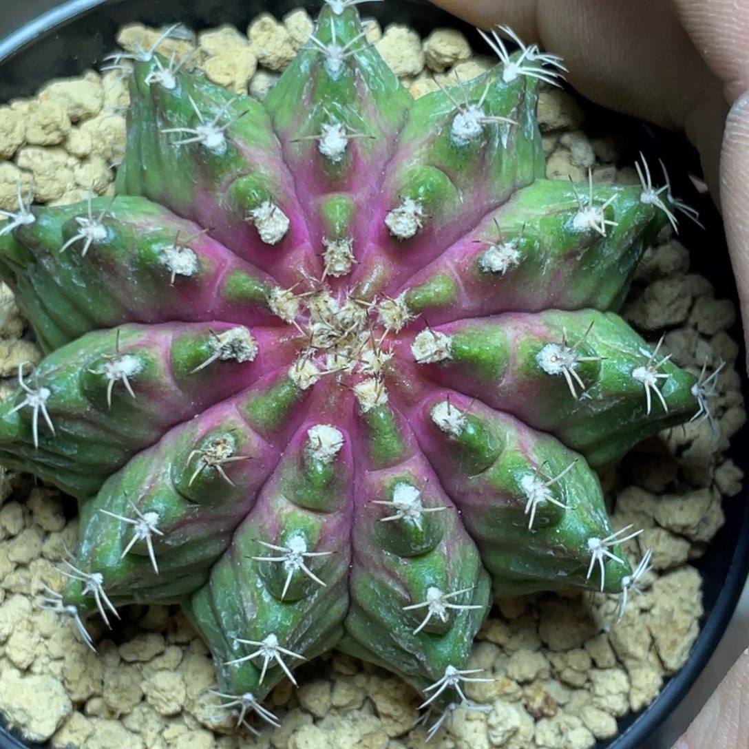 当前无花朵，栽培后可花朵粉轮回