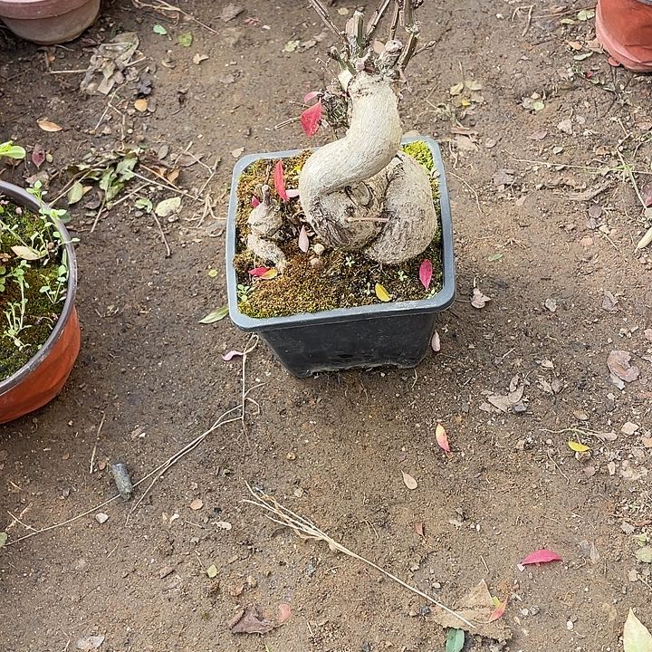 东***5无花朵55计划经济就斤斤计较