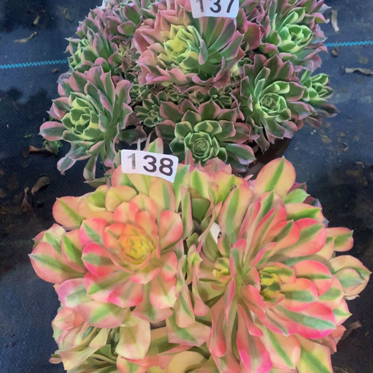 【闪购商品】137.138组合