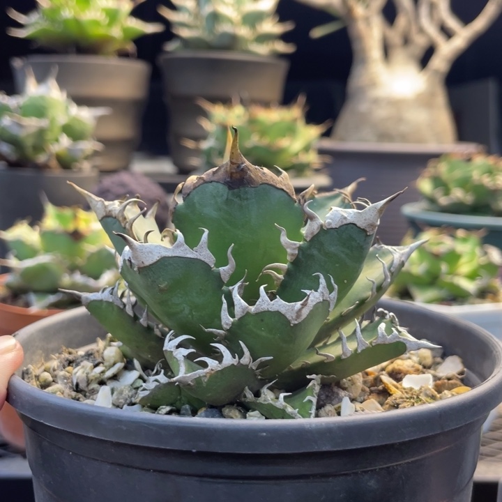 【闪购商品】紅貓 優選