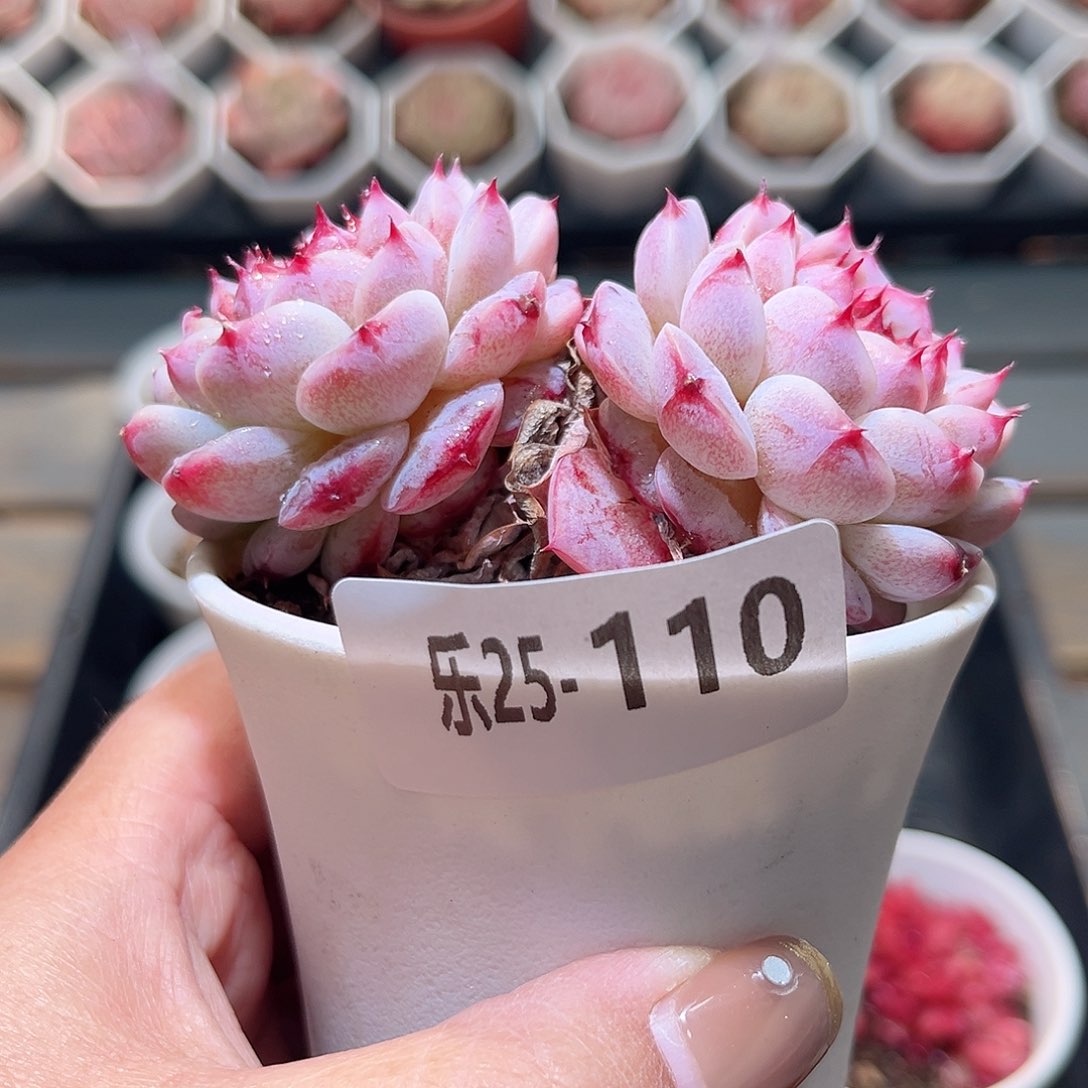 乐25-110 天鹅绒双头