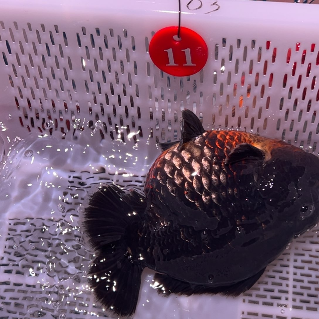 N***…海水鱼在一起时会让自己开心一点是