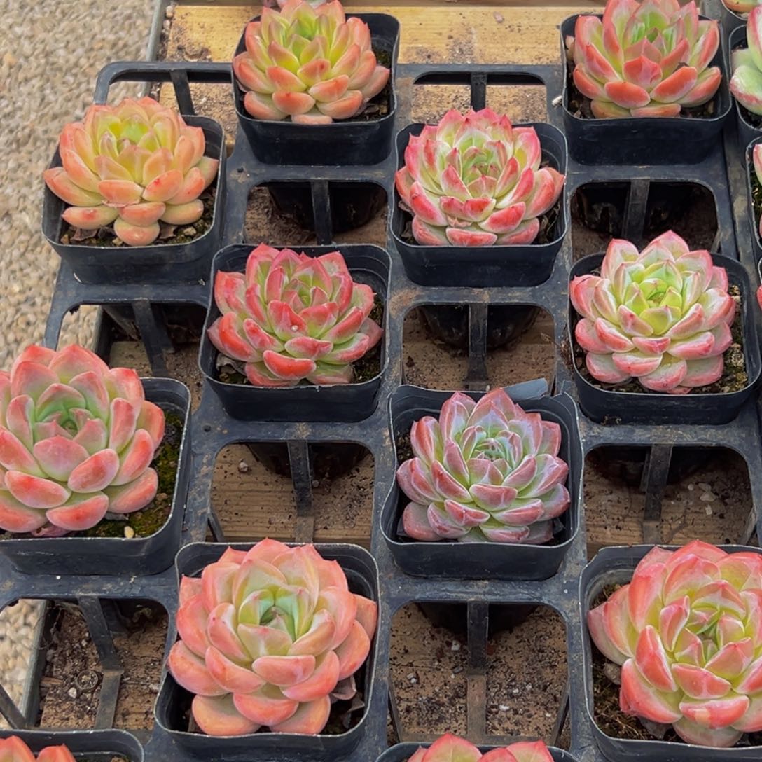 042多肉的小龙虾和一个小龙虾