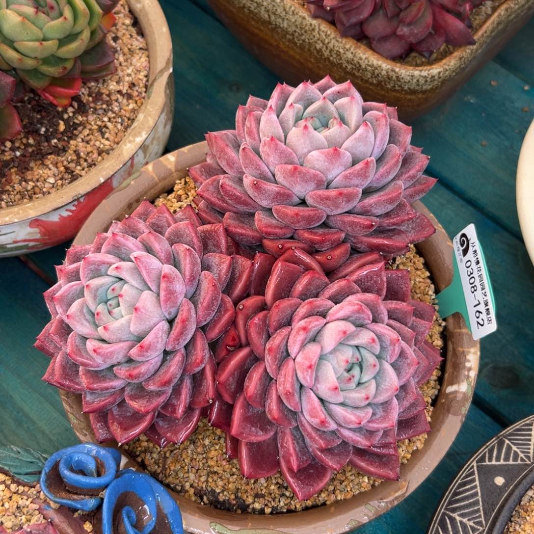 多肉一物一拍0308-162