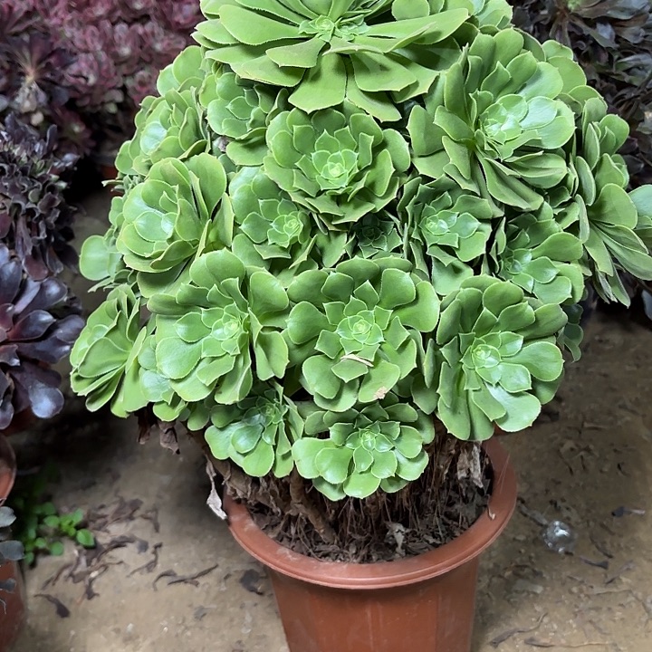 多肉植物法师绿羊绒4