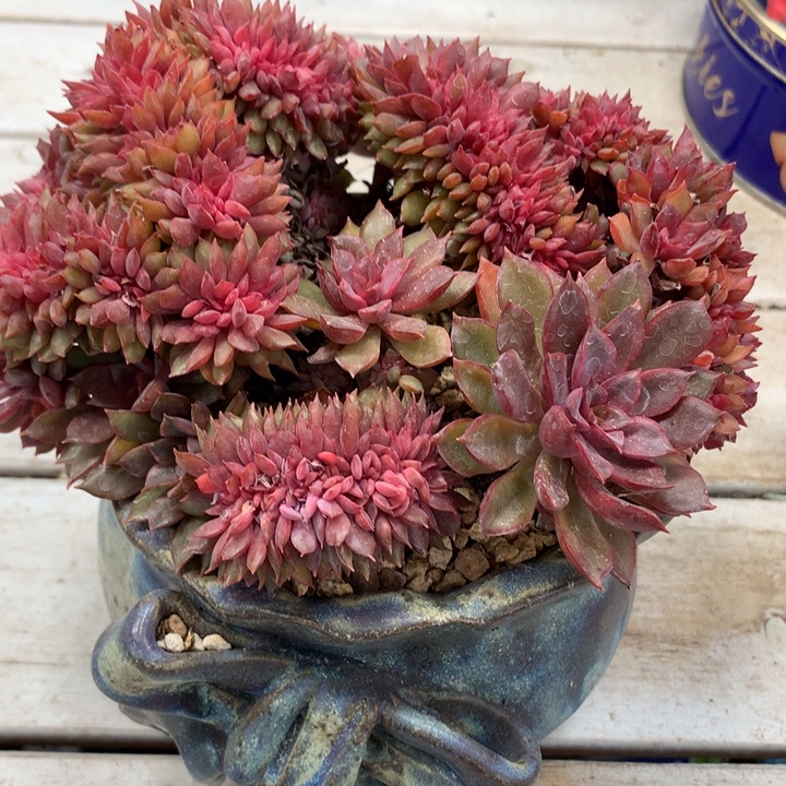 E534红玫瑰缀化送盆