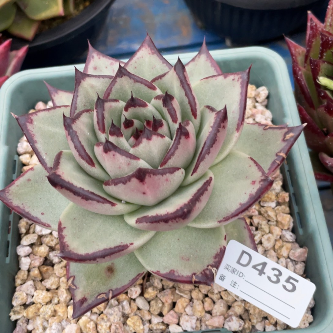 无花朵若如东云组拍D435