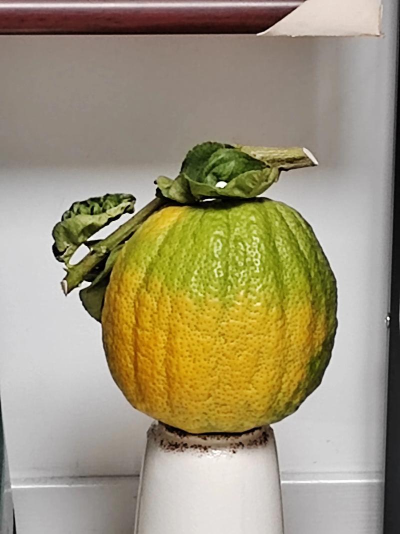 香橼果（顺丰包邮）云南高山精品香橼新鲜采摘云南新鲜香橼果柑橘