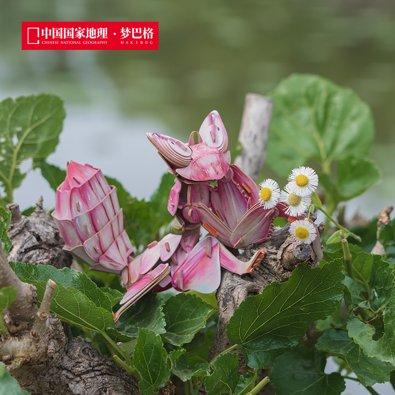 中国国家地理纸模雨林小怪兰花螳螂模型立体拼插纸模科普玩具