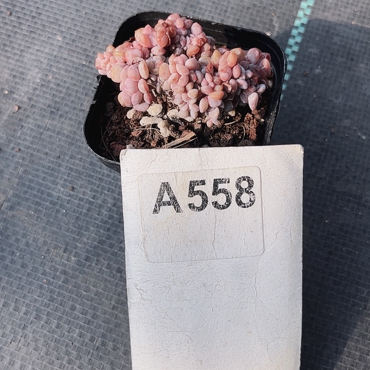 大*丹558密密麻麻密密麻麻