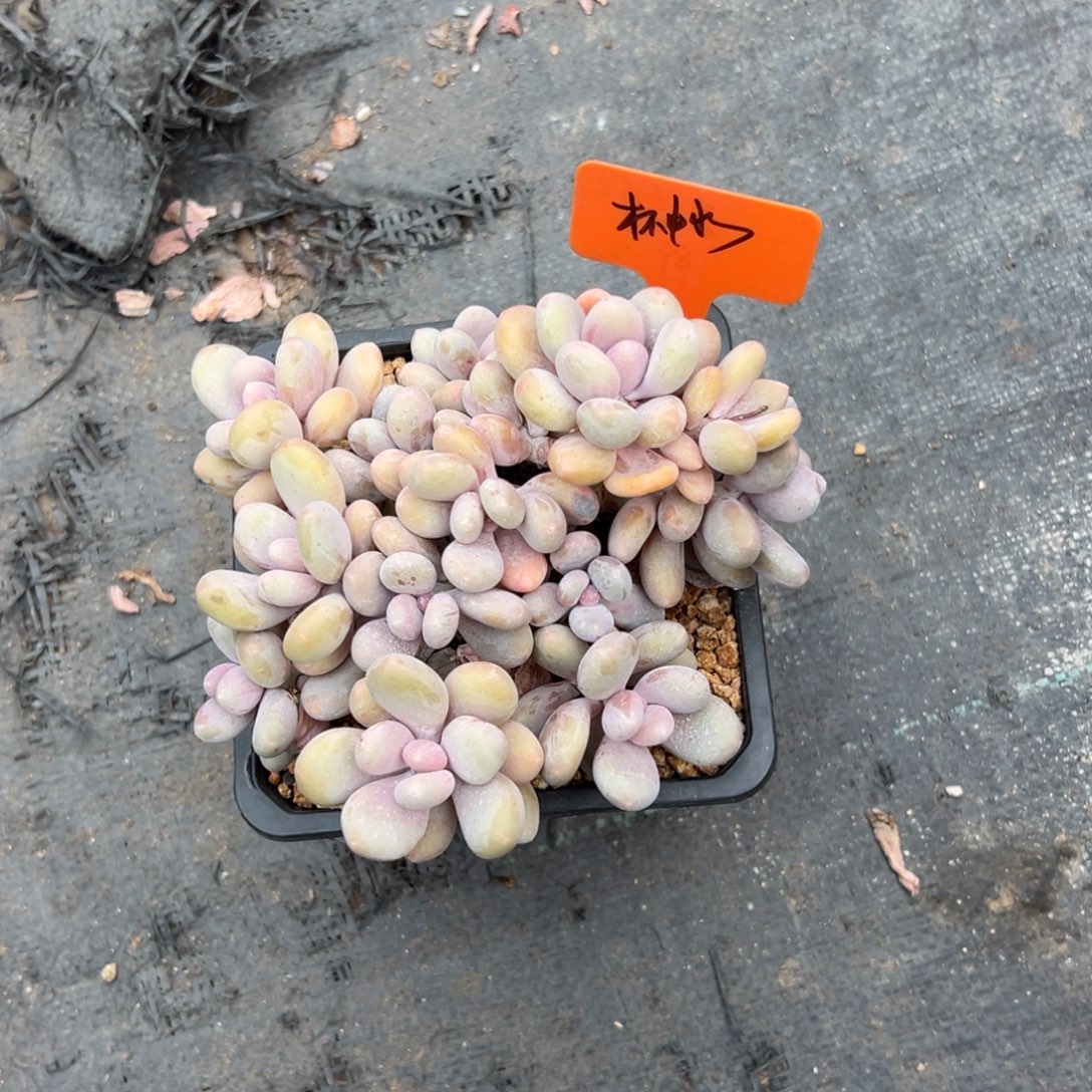 杯****特价蛋黄奶111111111111