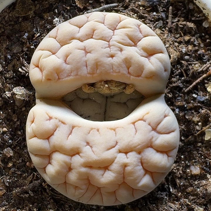 生石花112222。  258