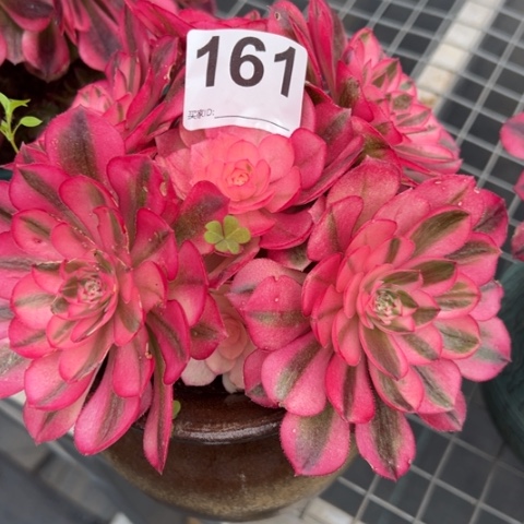 爱**得161倾城朵朵18厘米左右
