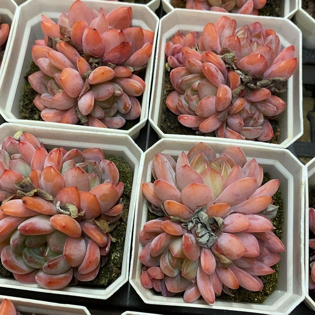 50。全明星群生。福利多多